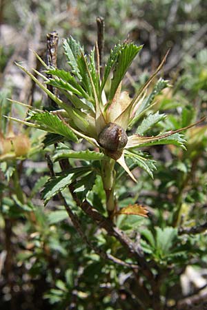 Ononis minutissima \ Winzige Hauhechel / Tiny Restharrow, F Grand Canyon du Verdon 23.6.2008