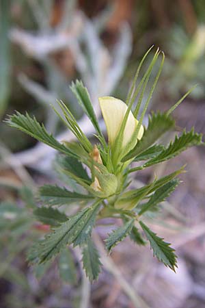 Ononis minutissima \ Winzige Hauhechel / Tiny Restharrow, F Grand Canyon du Verdon 23.6.2008