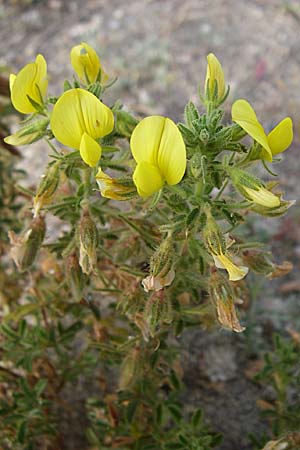 Ononis hispanica subsp. ramosissima \ Spanische Hauhechel / Spanish Restharrow, F Toreilles 24.6.2008
