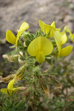 Ononis hispanica subsp. ramosissima \ Spanische Hauhechel / Spanish Restharrow, F Toreilles 24.6.2008