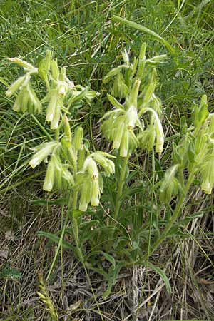 Onosma fastigiata \ Ligurische Lotwurz / Ligurian Goldendrop, F Causse du Larzac 30.5.2009