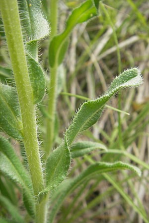 Onosma fastigiata \ Ligurische Lotwurz / Ligurian Goldendrop, F Causse du Larzac 30.5.2009
