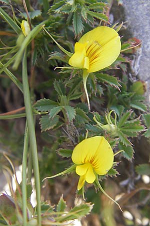 Ononis minutissima \ Winzige Hauhechel / Tiny Restharrow, F Saint-Guilhem-le-Desert 1.6.2009