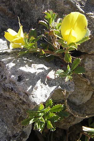 Ononis minutissima \ Winzige Hauhechel / Tiny Restharrow, F Saint-Guilhem-le-Desert 1.6.2009
