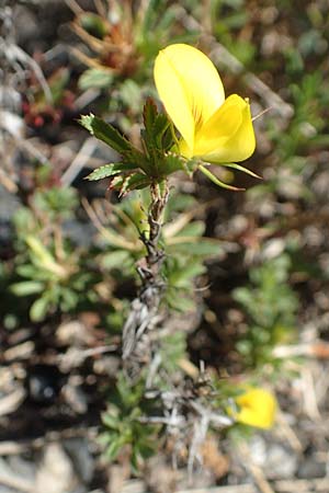 Ononis minutissima \ Winzige Hauhechel / Tiny Restharrow, F Pyren&auml;en/Pyrenees, Sougia 23.7.2018