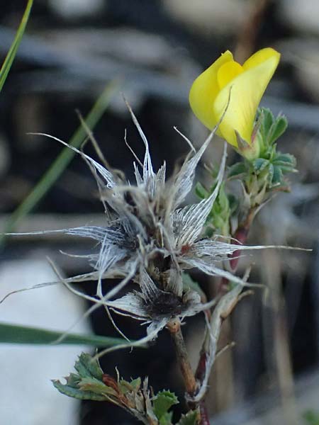 Ononis pusilla \ Zwerg-Hauhechel / Dwarf Restharrow, F Martigues 8.10.2021