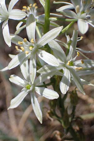 Ornithogalum narbonense \ Berg-Milchstern / Pyramidal Star of Bethlehem, F Dept.  Var, Callian 2.5.2023