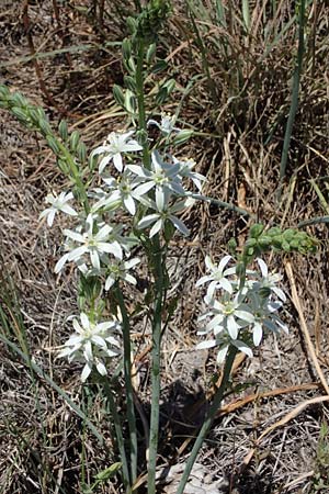 Ornithogalum narbonense \ Berg-Milchstern / Pyramidal Star of Bethlehem, F Dept.  Var, Callian 2.5.2023