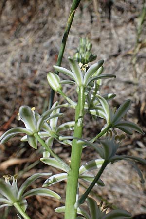 Ornithogalum narbonense \ Berg-Milchstern / Pyramidal Star of Bethlehem, F Dept.  Var, Callian 2.5.2023