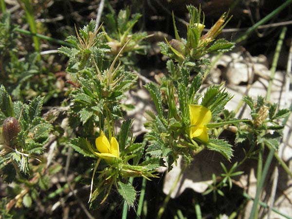 Ononis pusilla \ Zwerg-Hauhechel / Dwarf Restharrow, F Rochefort-en-Valdaine 10.6.2006