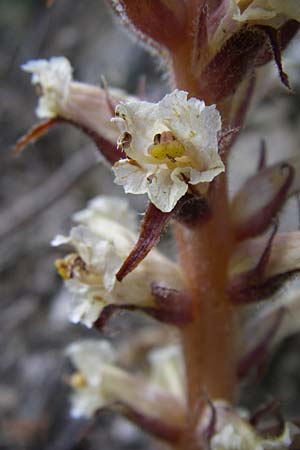 Orobanche picridis \ Bitterkraut-Sommerwurz / Picris Broomrape, Oxtongue Broomrape, F Pyrenäen/Pyrenees, Aude - Schlucht / Gorge 27.6.2008