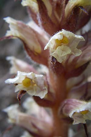 Orobanche picridis \ Bitterkraut-Sommerwurz / Picris Broomrape, Oxtongue Broomrape, F Pyrenäen/Pyrenees, Aude - Schlucht / Gorge 27.6.2008