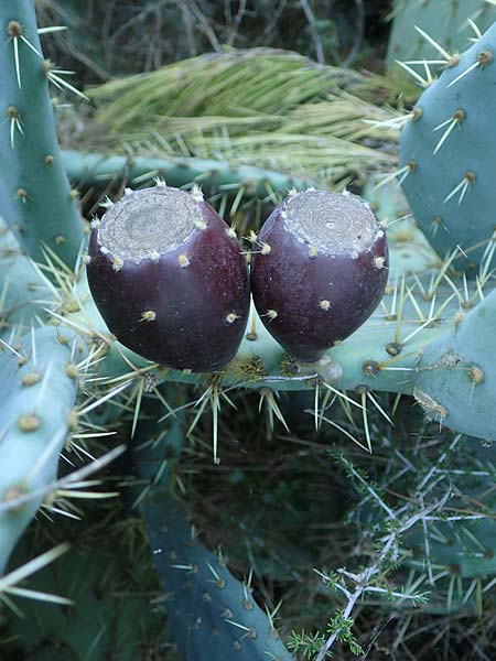 Opuntia ficus-indica \ Echter Feigenkaktus / Prickly Pear, F Martigues 8.10.2021