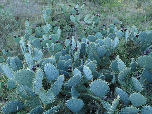 Opuntia ficus-indica \ Echter Feigenkaktus / Prickly Pear, F Martigues 8.10.2021