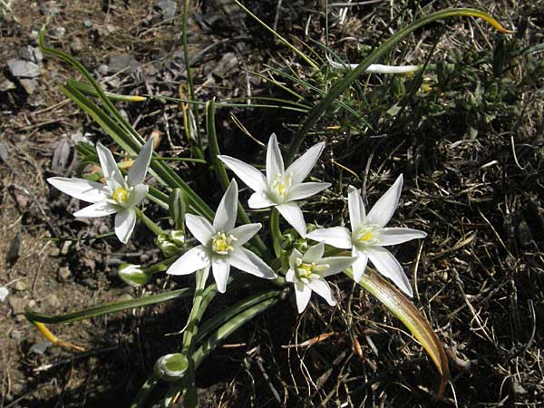 Ornithogalum angustifolium \ Schmalblttriger Milchstern / Narrow-Leaved Star of Bethlehem, F Mont Aigoual 8.6.2006