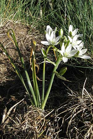Ornithogalum angustifolium \ Schmalblttriger Milchstern / Narrow-Leaved Star of Bethlehem, F Mont Aigoual 8.6.2006