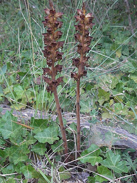 Orobanche hederae \ Efeu-Sommerwurz / Ivy Broomrape, F Montagne du Luberon 9.6.2006