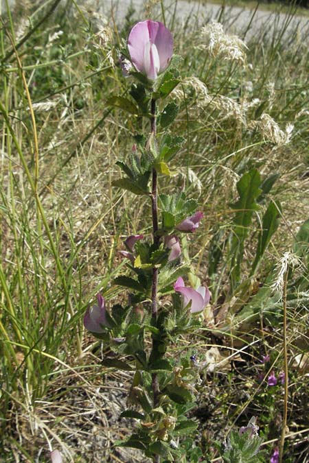 Ononis reclinata \ Nickende Hauhechel / Small Restharrow, F Rochefort-en-Valdaine 10.6.2006