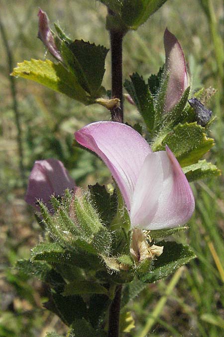 Ononis reclinata \ Nickende Hauhechel / Small Restharrow, F Rochefort-en-Valdaine 10.6.2006