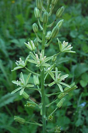 Ornithogalum pyrenaicum \ Pyrenen-Milchstern / Pyrenean Star of Bethlehem, F Allevard 11.6.2006