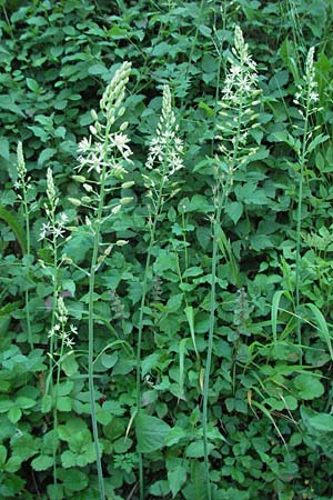 Ornithogalum pyrenaicum \ Pyrenen-Milchstern / Pyrenean Star of Bethlehem, F Allevard 11.6.2006