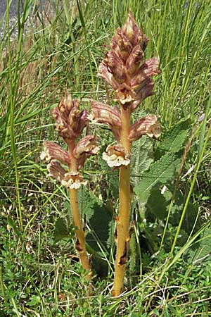 Orobanche alba \ Weie Sommerwurz / Thyme Broomrape, F Causse du Larzac 15.5.2007