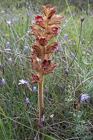 Orobanche gracilis \ Blutrote Sommerwurz / Slender Broomrape, F Col de Boite 17.5.2007