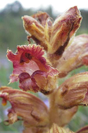 Orobanche gracilis \ Blutrote Sommerwurz / Slender Broomrape, F Col de Boite 17.5.2007