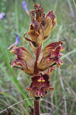 Orobanche gracilis \ Blutrote Sommerwurz / Slender Broomrape, F Col de Boite 17.5.2007