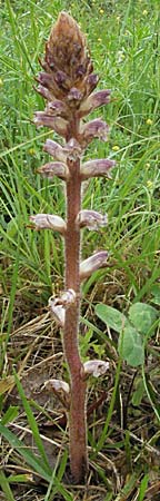 Orobanche minor \ Kleine Sommerwurz / Lesser Broomrape, Common Broomrape, F Col de Boite 17.5.2007