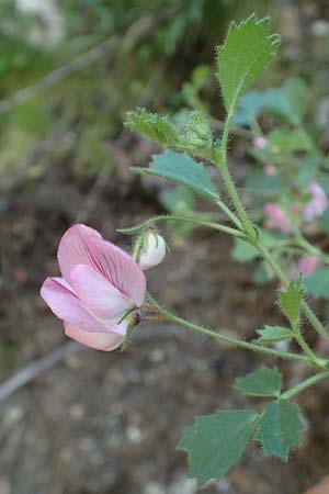 Ononis rotundifolia \ Rundbl&auml;ttrige Hauhechel / Round-Leaved Restharrow, F Pyren&auml;en/Pyrenees, Segre - Schlucht / Gorge 2.8.2018