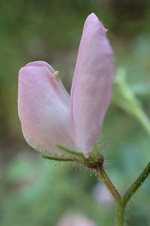 Ononis rotundifolia \ Rundbl&auml;ttrige Hauhechel / Round-Leaved Restharrow, F Pyren&auml;en/Pyrenees, Segre - Schlucht / Gorge 2.8.2018