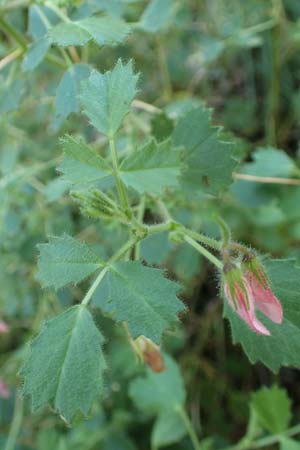 Ononis rotundifolia \ Rundbl&auml;ttrige Hauhechel / Round-Leaved Restharrow, F Pyren&auml;en/Pyrenees, Segre - Schlucht / Gorge 2.8.2018