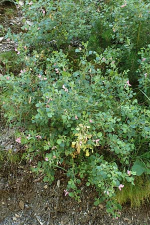 Ononis rotundifolia \ Rundbl&auml;ttrige Hauhechel / Round-Leaved Restharrow, F Pyren&auml;en/Pyrenees, Segre - Schlucht / Gorge 2.8.2018