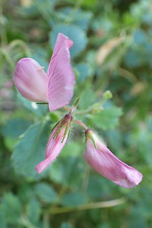 Ononis rotundifolia \ Rundbl&auml;ttrige Hauhechel / Round-Leaved Restharrow, F Pyren&auml;en/Pyrenees, Segre - Schlucht / Gorge 2.8.2018