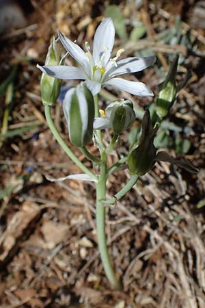 Ornithogalum kochii ? \ Kochs Milchstern / Koch's Star of Bethlehem, F Lagnes 3.5.2023