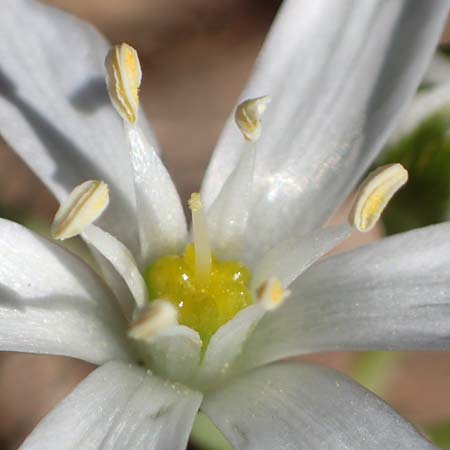 Ornithogalum kochii ? \ Kochs Milchstern / Koch's Star of Bethlehem, F Lagnes 3.5.2023