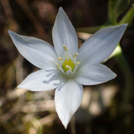 Ornithogalum kochii ? \ Kochs Milchstern / Koch's Star of Bethlehem, F Lagnes 3.5.2023
