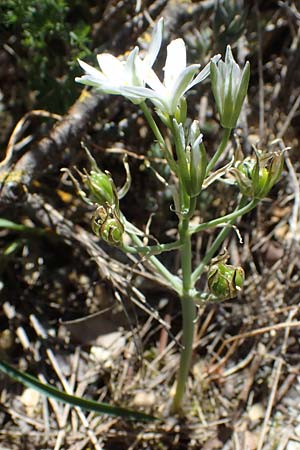 Ornithogalum kochii ? \ Kochs Milchstern / Koch's Star of Bethlehem, F Lagnes 3.5.2023