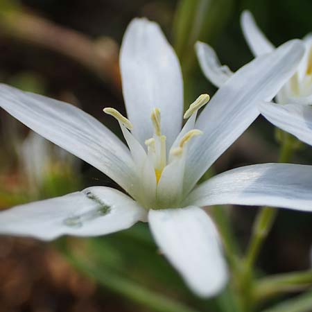 Ornithogalum kochii \ Kochs Milchstern / Koch's Star of Bethlehem, F Saint Hubert 3.5.2023