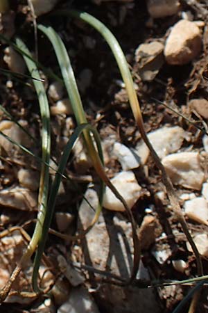 Ornithogalum kochii \ Kochs Milchstern / Koch's Star of Bethlehem, F Saint Hubert 3.5.2023