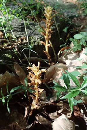 Orobanche minor ? \ Kleine Sommerwurz / Lesser Broomrape, Common Broomrape, F Tende 18.5.2026