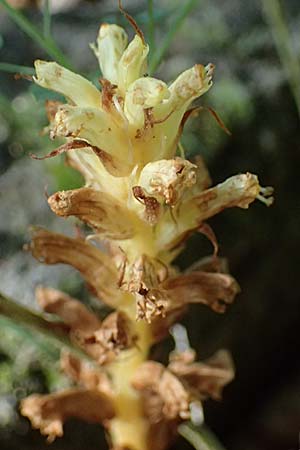 Orobanche minor ? \ Kleine Sommerwurz / Lesser Broomrape, Common Broomrape, F Tende 18.5.2026
