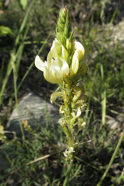 Onobrychis saxatilis \ Felsen-Esparsette, F Serres 10.6.2006