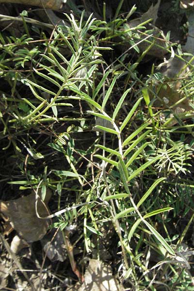 Onobrychis saxatilis \ Felsen-Esparsette, F Serres 10.6.2006