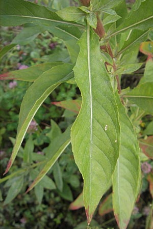 Oenothera badensis \ Badische Nachtkerze / Baden Evening Primrose, F Wissembourg 14.7.2011