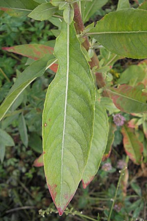 Oenothera badensis \ Badische Nachtkerze / Baden Evening Primrose, F Wissembourg 14.7.2011