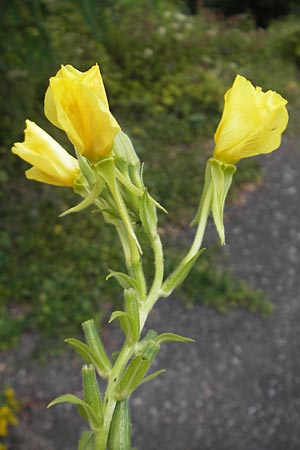 Oenothera badensis \ Badische Nachtkerze / Baden Evening Primrose, F Wissembourg 14.7.2011
