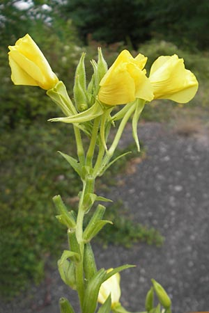 Oenothera badensis \ Badische Nachtkerze / Baden Evening Primrose, F Wissembourg 14.7.2011