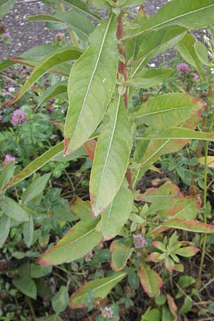 Oenothera badensis \ Badische Nachtkerze / Baden Evening Primrose, F Wissembourg 14.7.2011